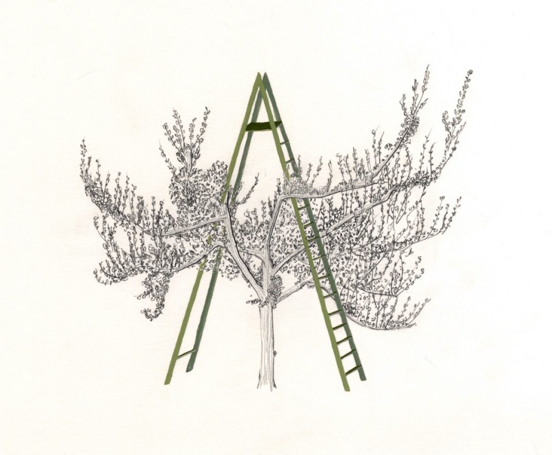 Jo Lathwood Graft Ladder apple tree Open Up Hestercombe Gallery 1