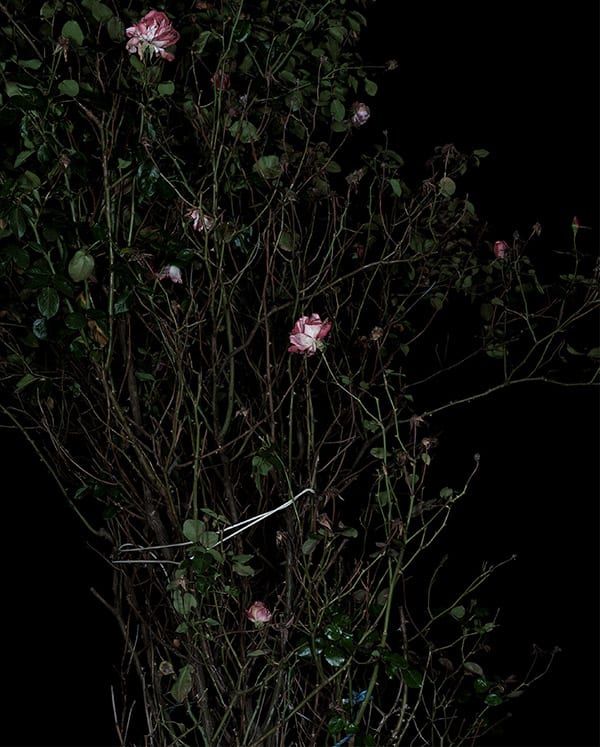 Sarah Jones, The Rose Gardens (Display) (VII), 2014, C-type print, © Sarah Jones, courtesy Maureen Paley, London.