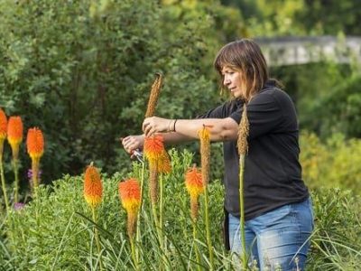 Head Gardener Claire keeping the 'red hot pokers' tidy (but not too tidy)