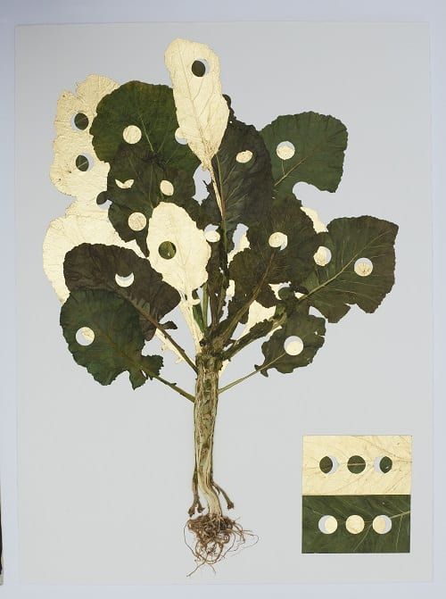 John Newling, Value; Coin, Note and Eclipse, Mixed Media, 2011