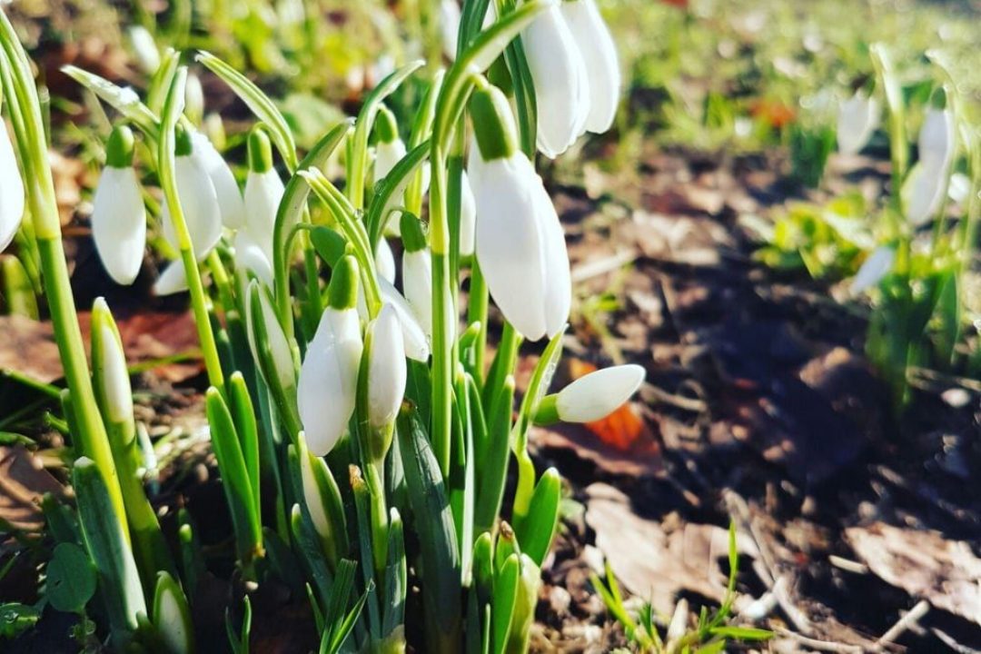 How to plant snowdrops hestercombe gardening tips