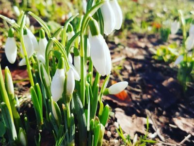 How to plant snowdrops hestercombe gardening tips