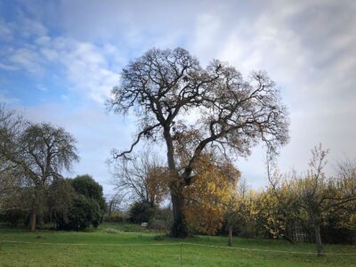 Oak tree East Orchard Hestercombe National Tree Week