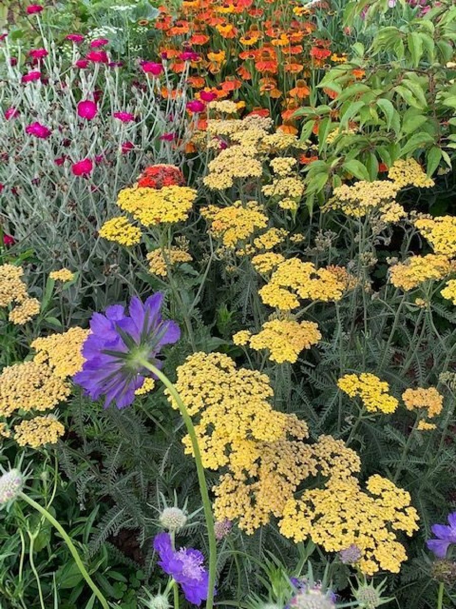 flower beds at Chateau Greenslade - Gardener Blogs: Starting New Flower Beds
