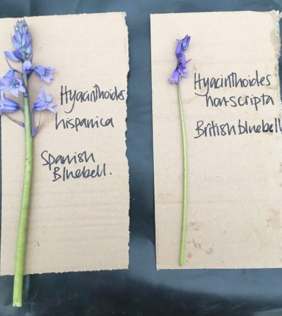 Spanish and English bluebells - differences
