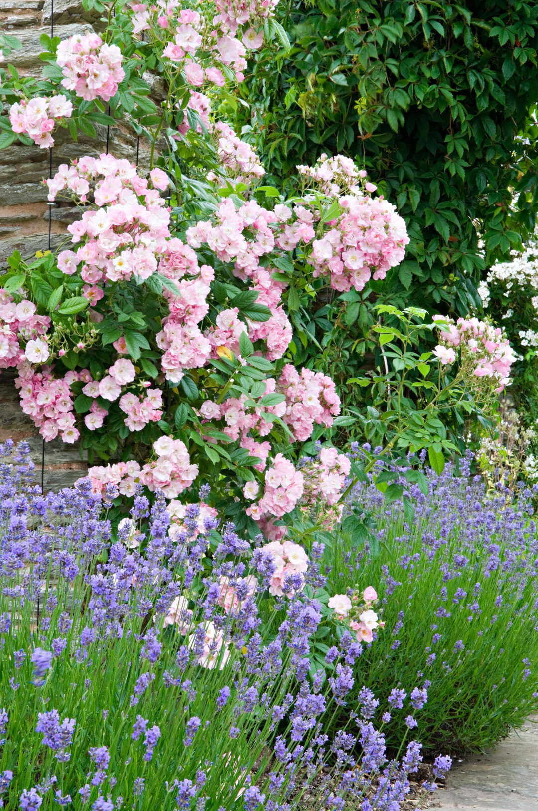 Roses and lavender on the pergola junejuly